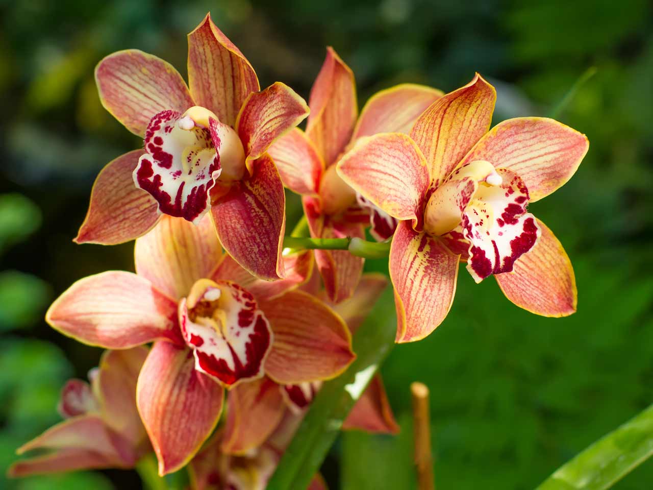 How To Grow Orchids Saga