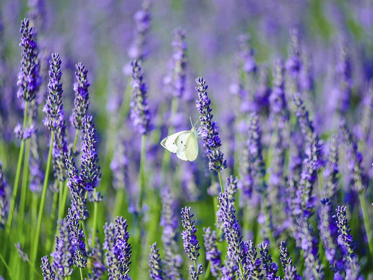 Pruning Lavender When How The Best Varieties Saga