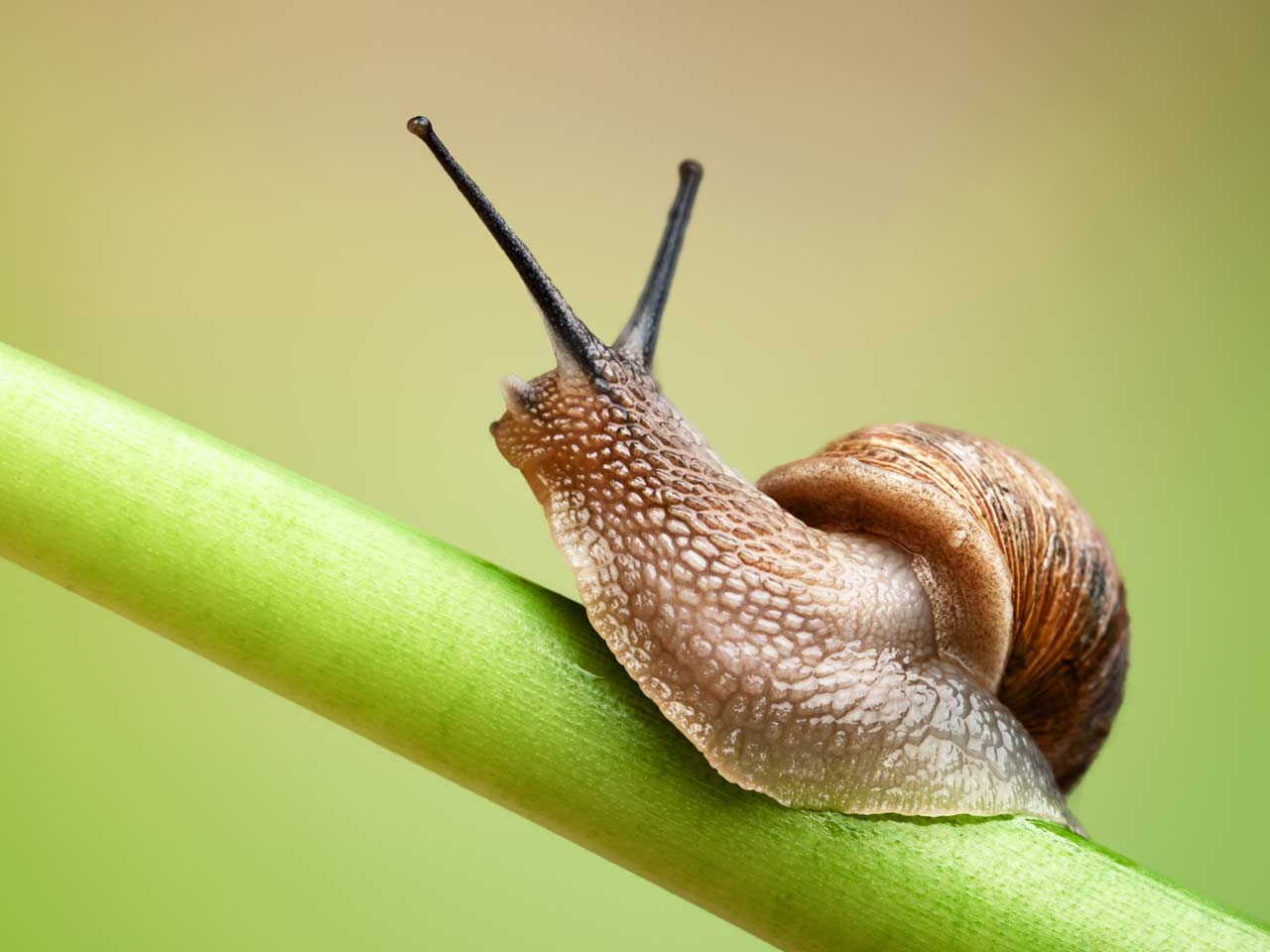 Slug control: how to get rid of garden slugs snails - Saga