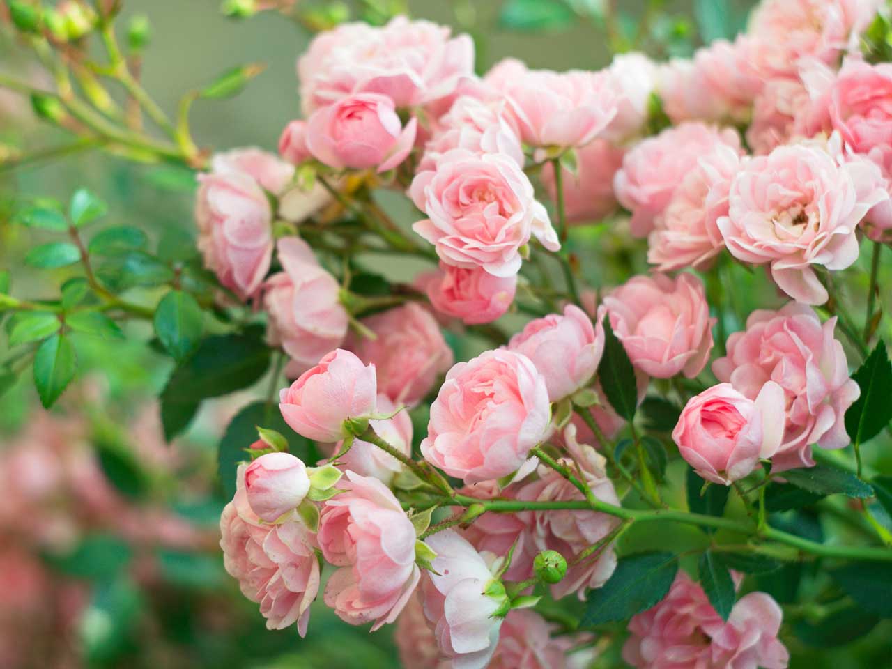 How To Plant Bare Root Roses Trees And Hedging Saga