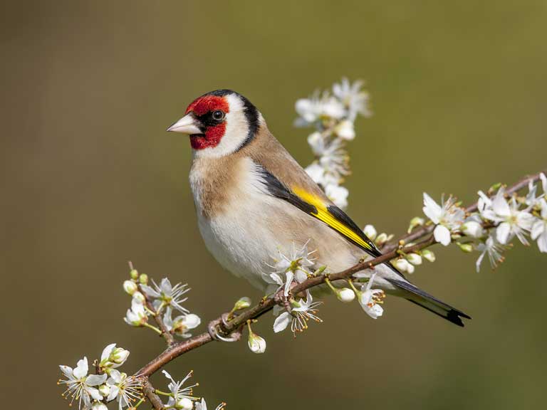 How To Attract Goldfinches To Your Garden Saga