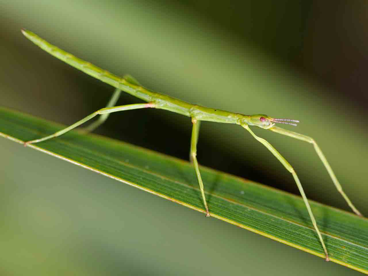 The Stick Insect Lifespan Life Cycle Common Varieties Saga