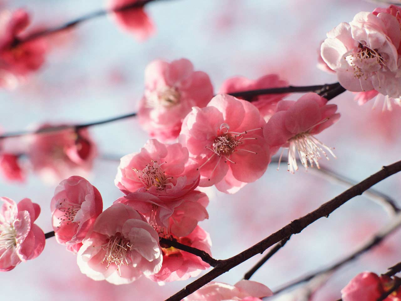 The Best Cherry Trees For Early Blossom Saga