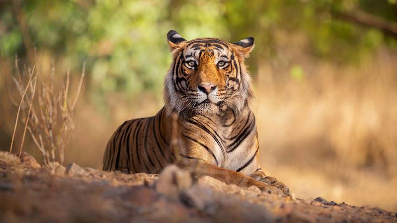 Tiger posing in India, just one sight to see on solo holidays