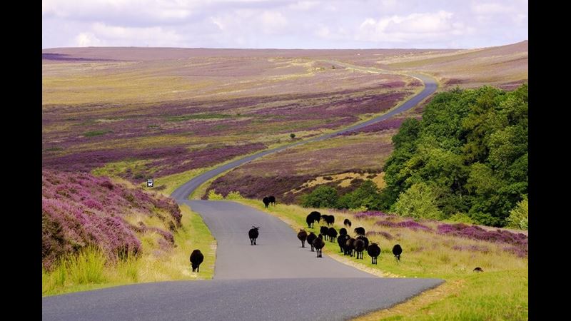 Black sheep on Spaunton Moor walking next to the road
