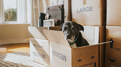 A dog sat in a cardboard box on moving day
