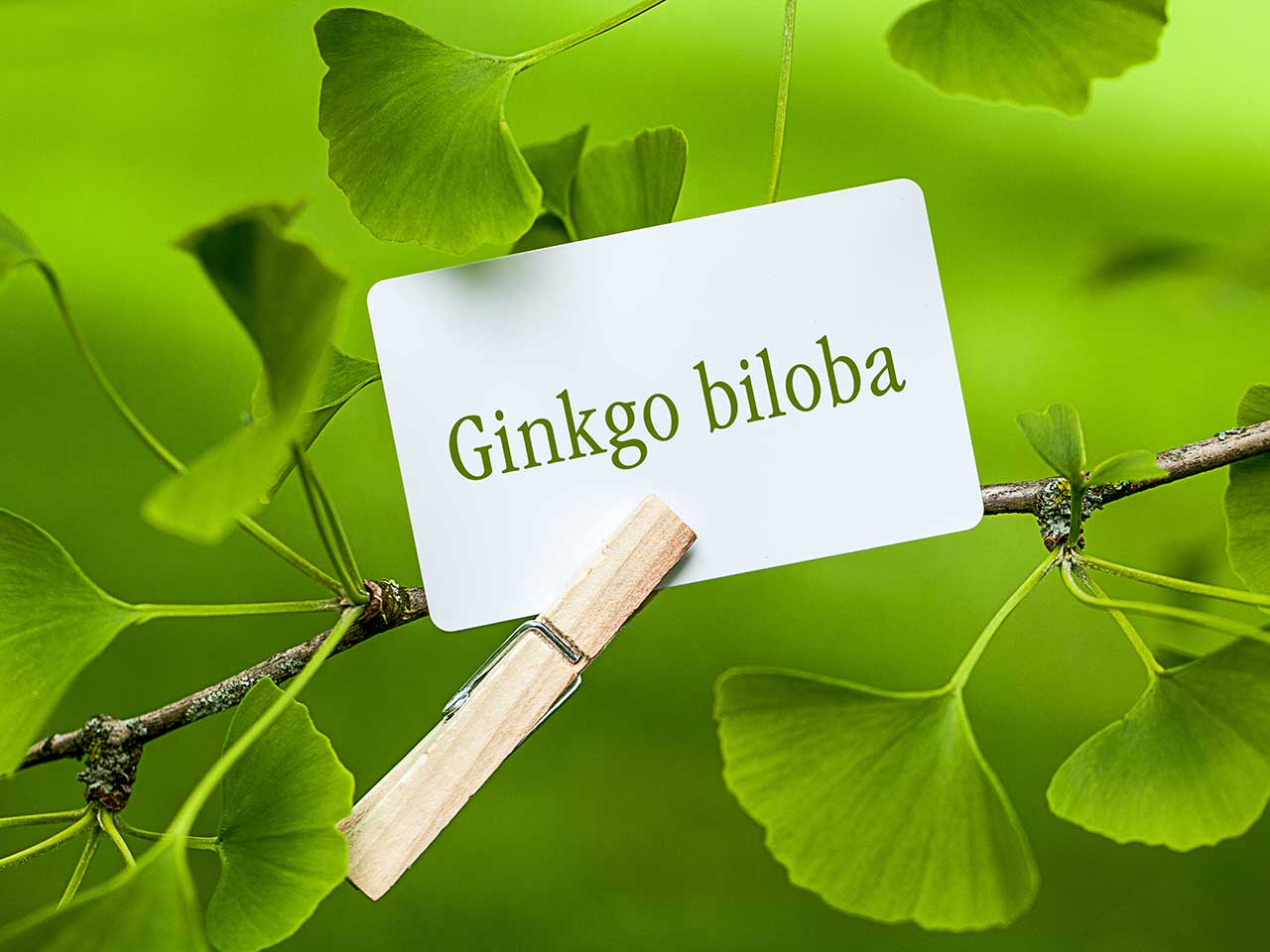 Distributie Maken Onweersbui Ginkgo biloba: health uses, dosage & background - Saga