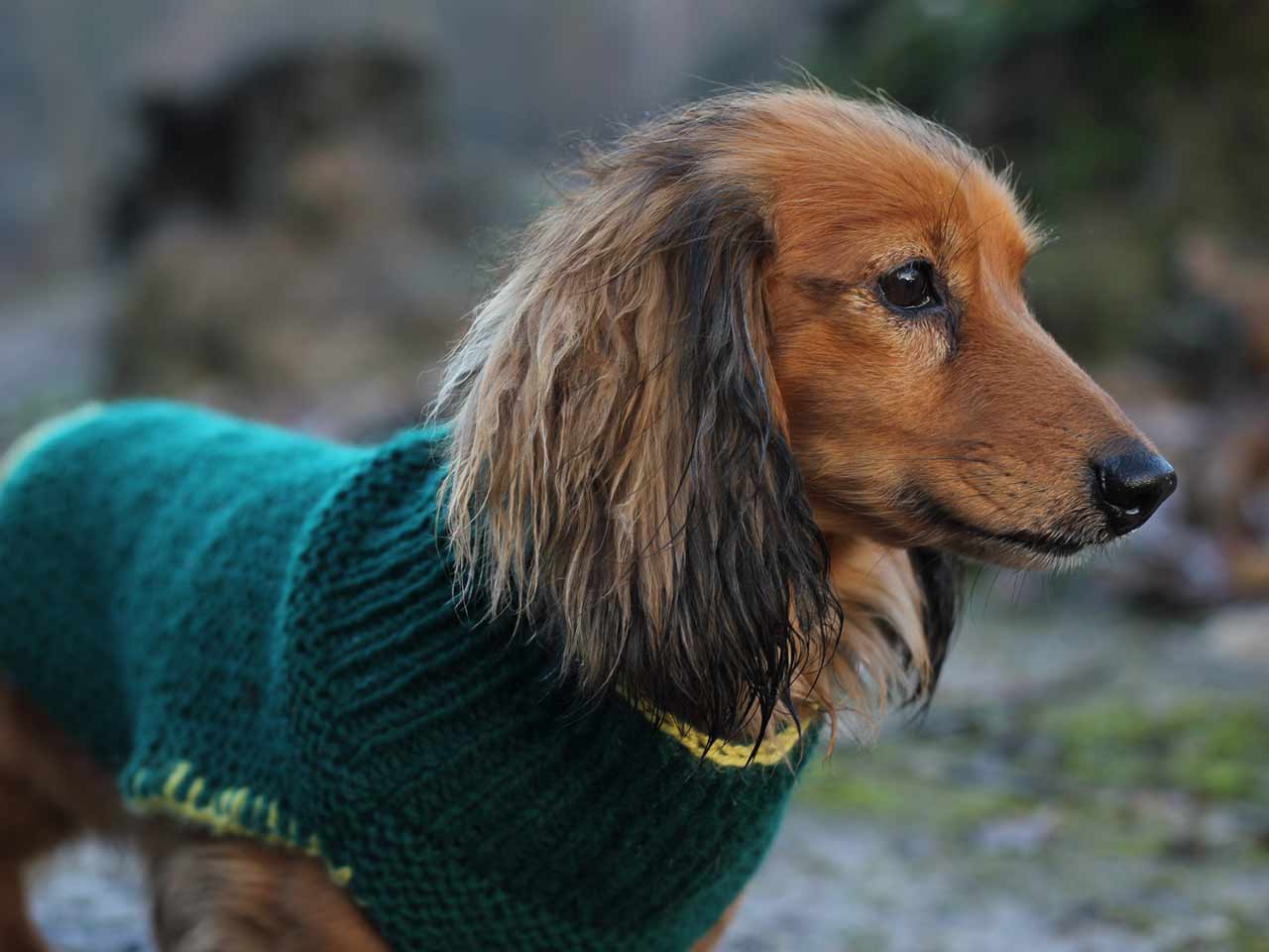 Knitted Dog Sweater Pattern (3 Sizes) - Handy Little Me