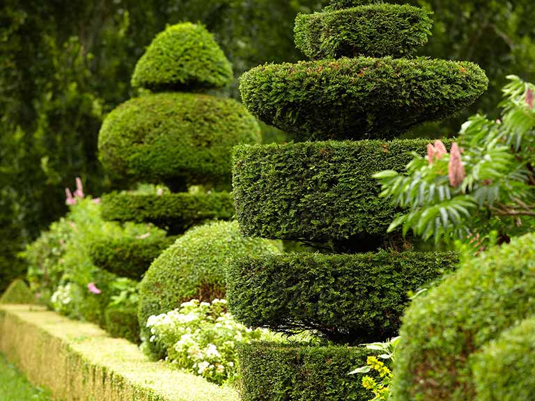 How To Prune Topiary Saga 
