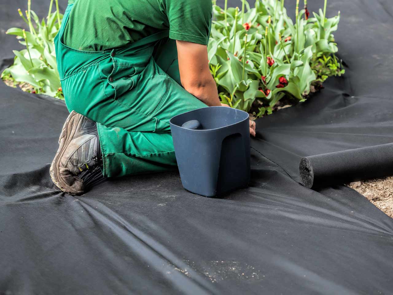 Image of Black plastic sheeting for weed control