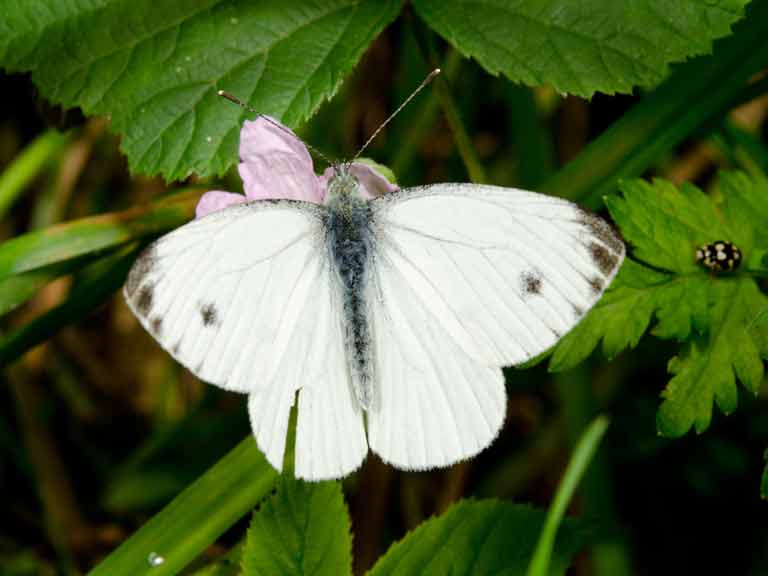 Keeping cabbage white butterflies away from the vegetable ...