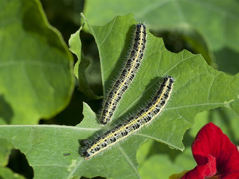 How to grow a cress caterpillar