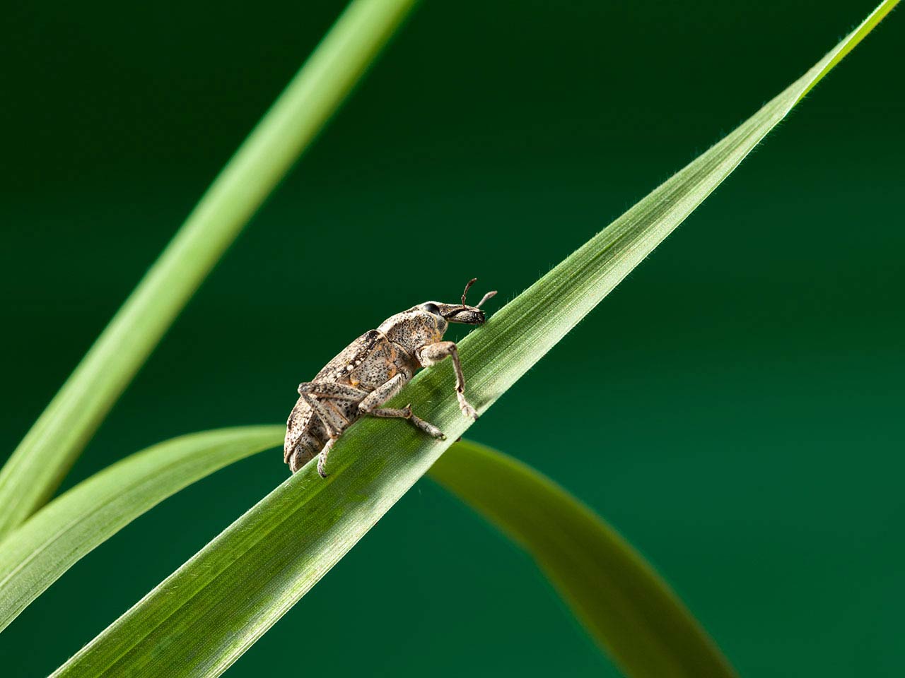 https://www.saga.co.uk/contentlibrary/saga/publishing/verticals/home-and-garden/gardening/advice-and-tips/pests/vine_weevil_1280.jpg