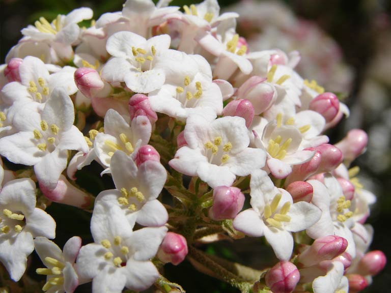 Choosing The Best Low Maintenance Shrubs For Your Garden Saga