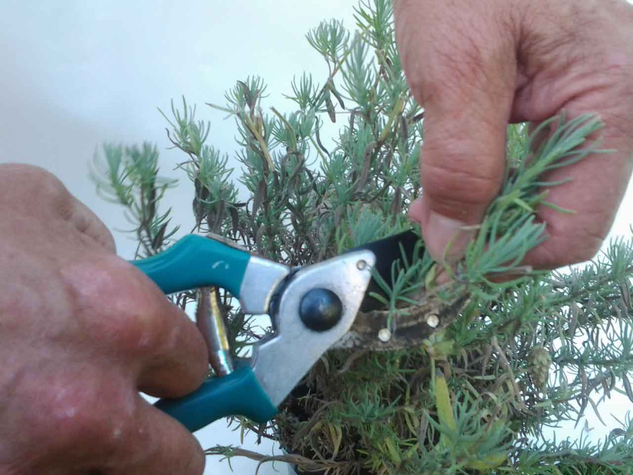 French Lavender How to Prune It Home &amp; Gardening Advice