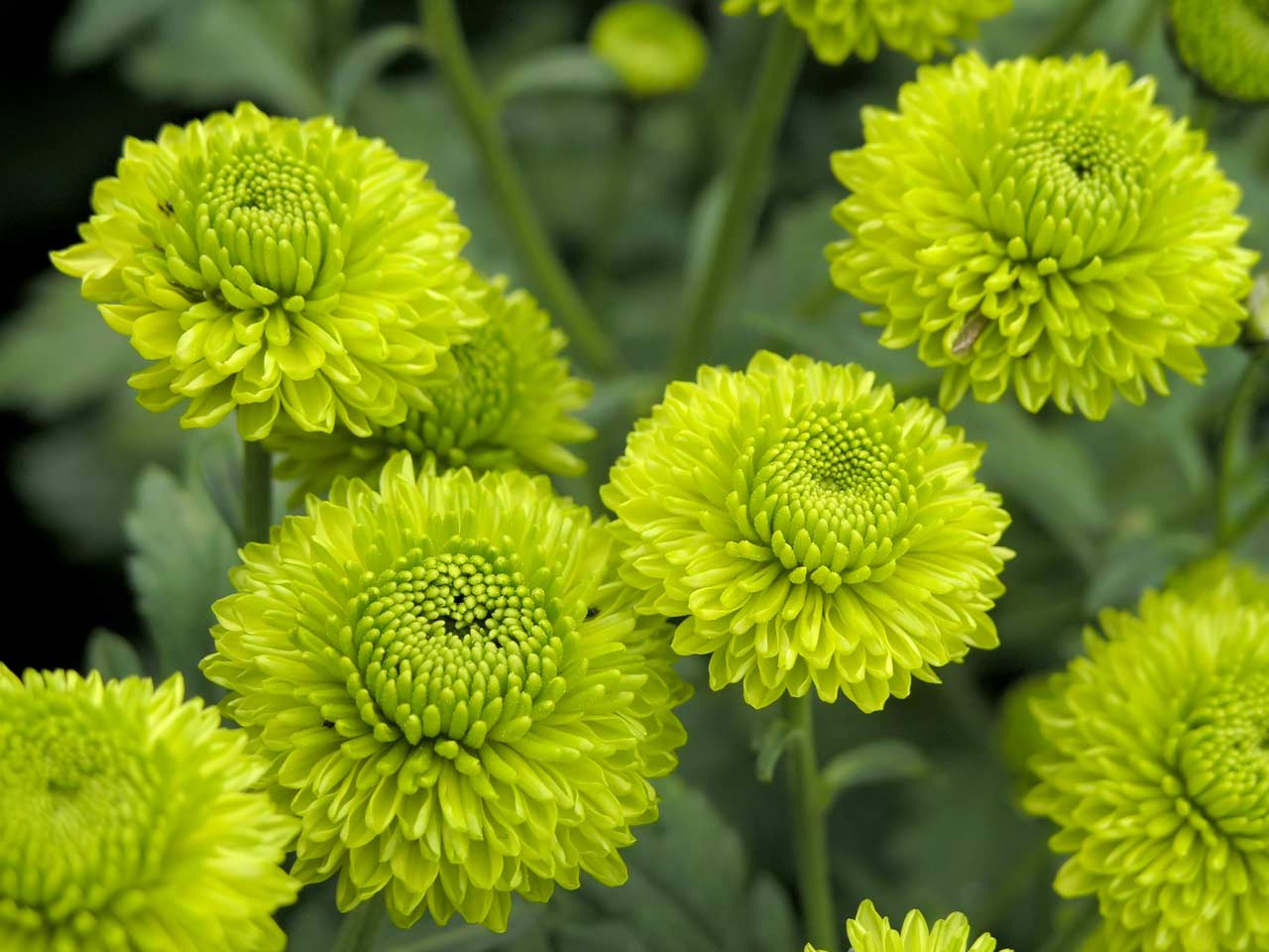 Green flowers for your garden - Saga