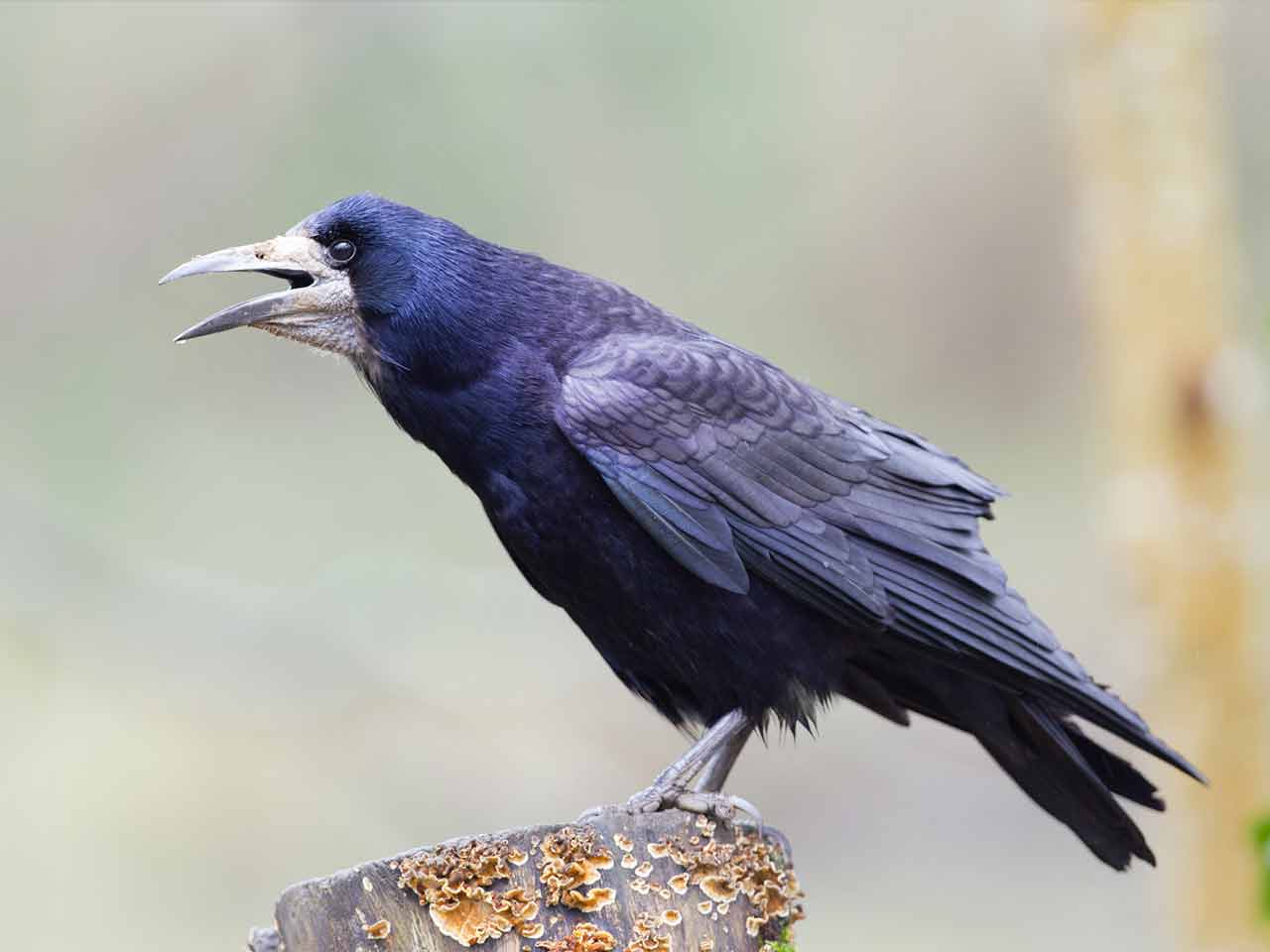 Rooks, ravens and relations - BirdGuides