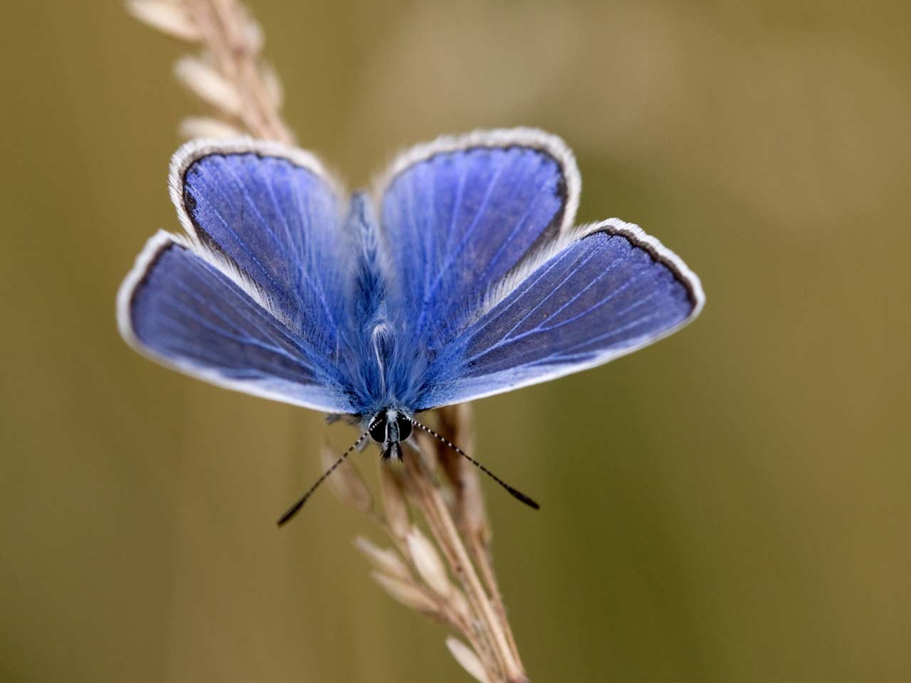 Blue Butterfly Species