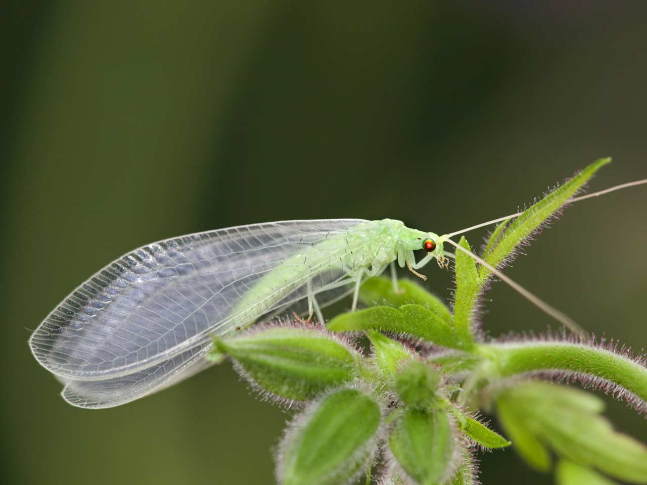 The green lacewing: the only lacewing that hibernates - Saga