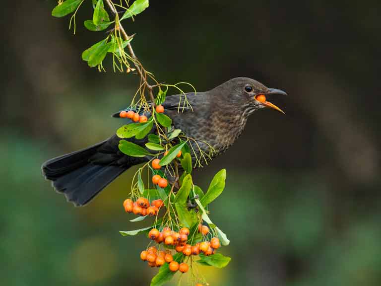 best pyracantha for birds