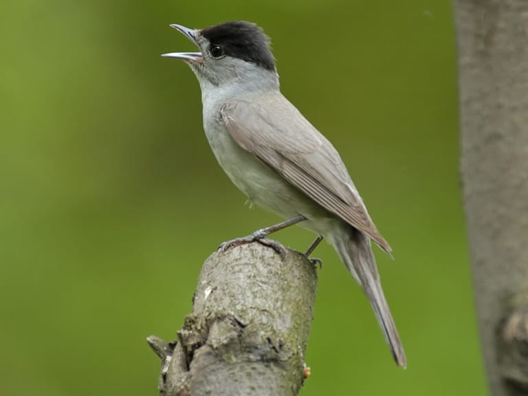 blackcap uk