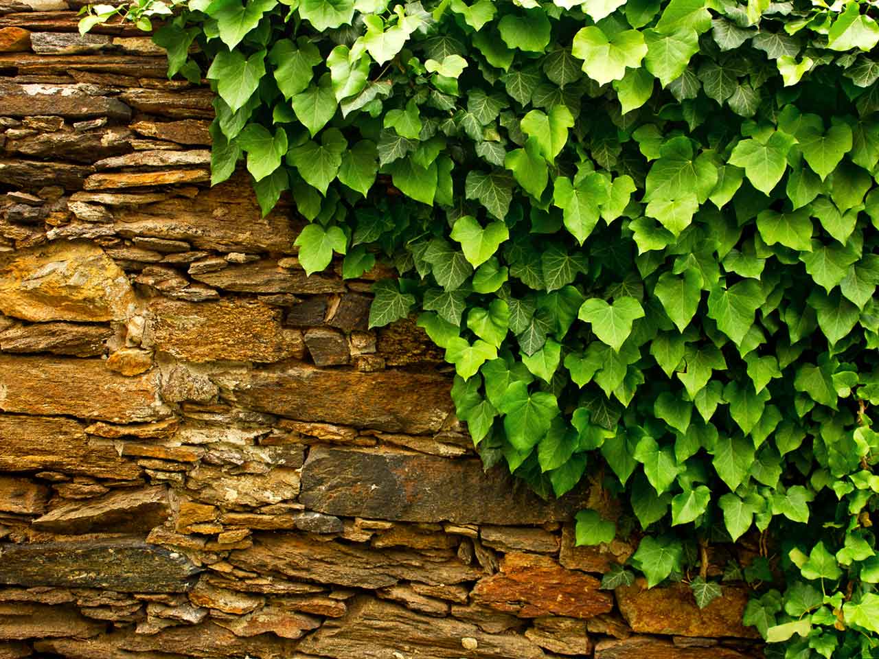 How To Grow Ivy Plant