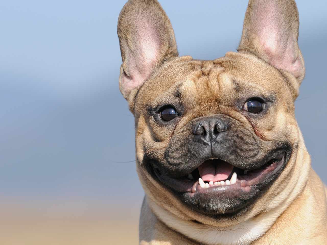 grijs Incarijk envelop 10 tips for a happy, healthy dog - Saga