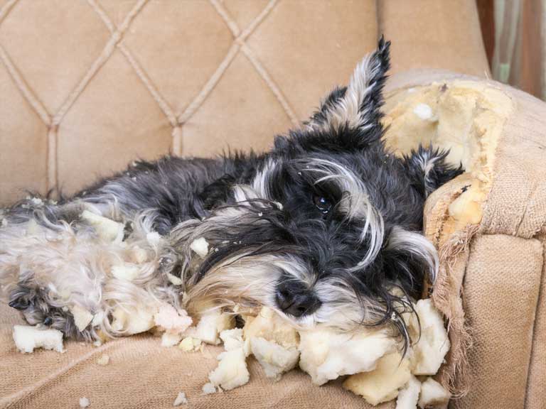 How To Stop Dogs Chewing The Furniture Saga