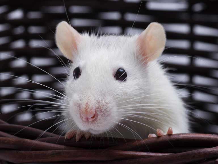 How long do rats live? How long can a rat live without water?