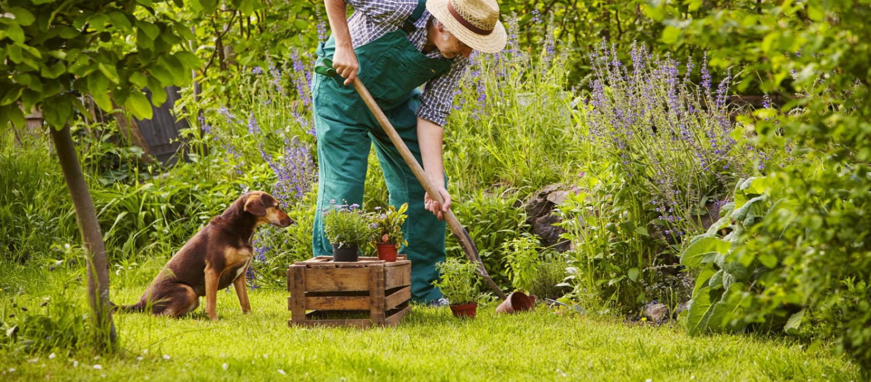 A man gardens with a dog | Shutterstock/upixa
