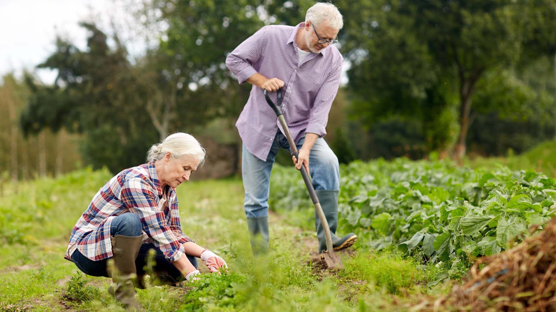 A mature couple gardening; a man is using a spade to dig, while a woman crouches to tend plants