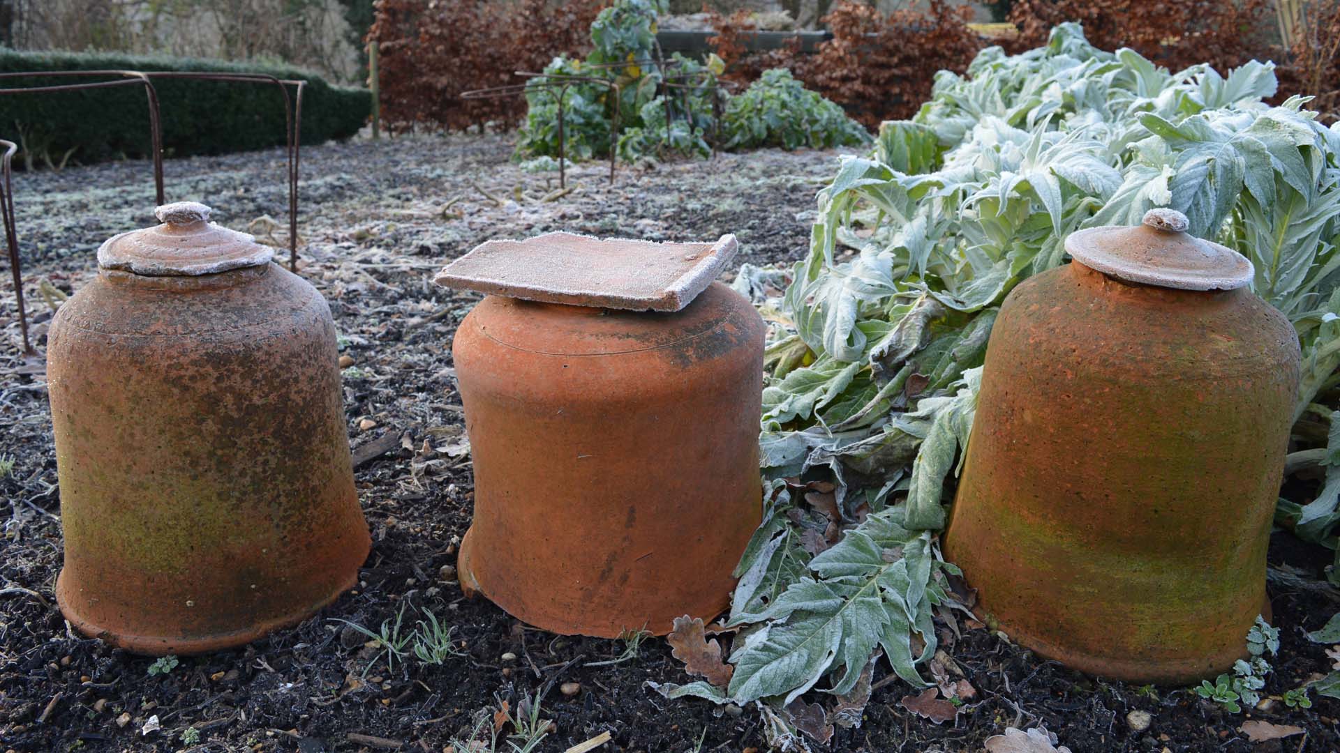 Rhubarb forcers can speed up the growing process