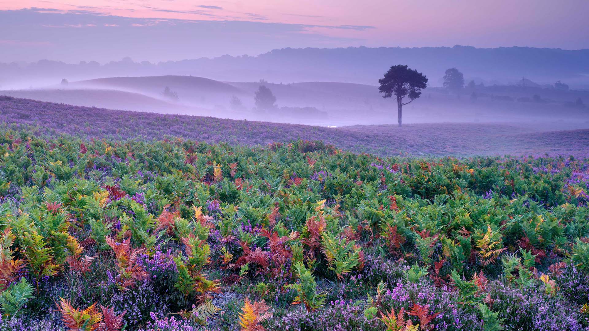 extensive carpet of heather on gentle slopes, broken up by bracken, just starting to turn into golden hues. A lone tree in the distance with the hills behind it receding into the light mist