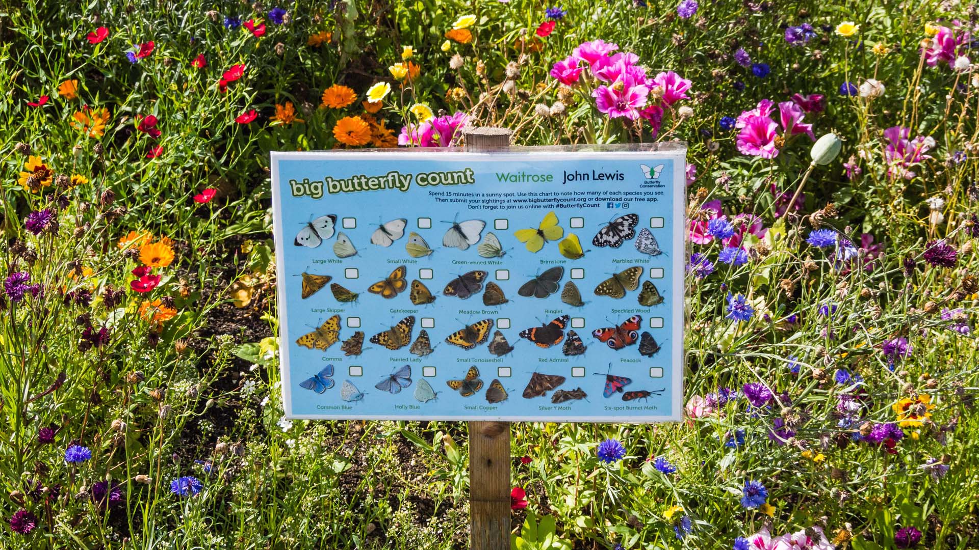 This year's Big Butterfly Count begins on Friday 14 July 2023 and will run until Sunday 6 August (image from 2018)