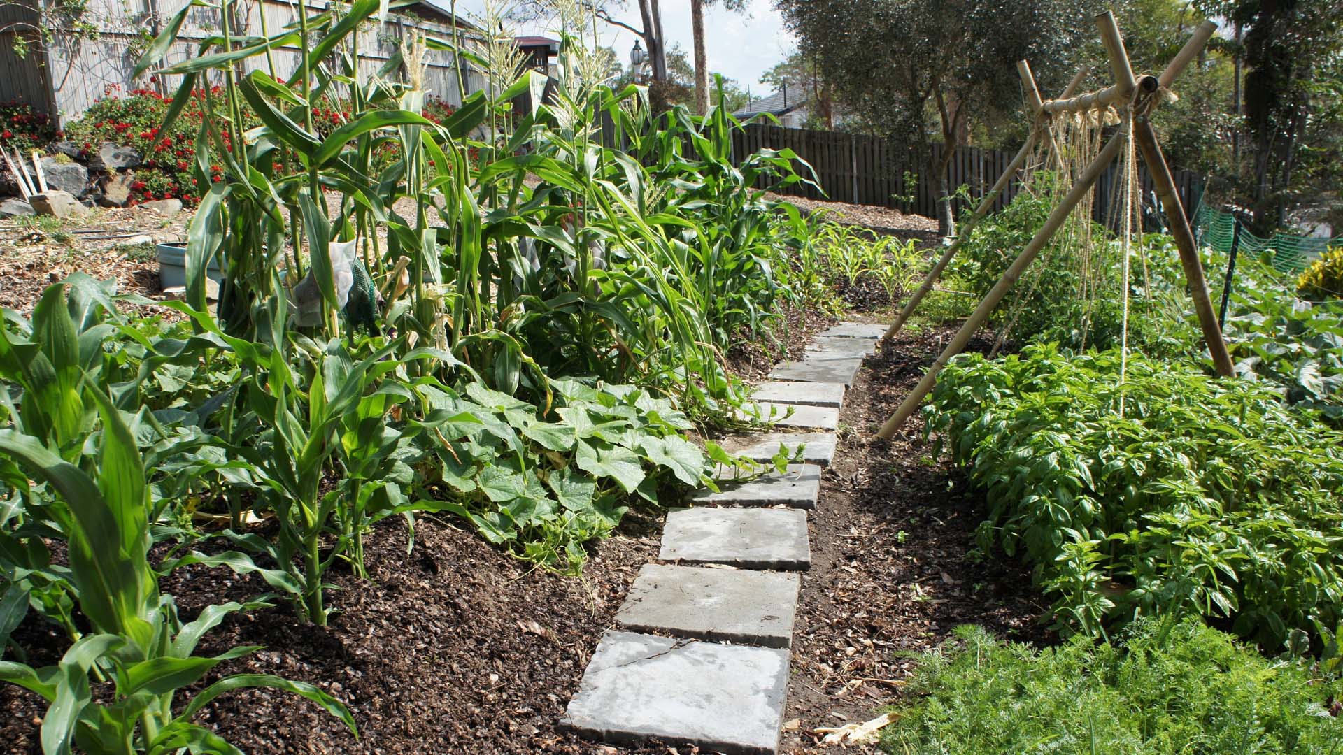 A vegetable garden with crops growing either side of a stepping stone path.