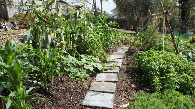 A vegetable garden with crops growing either side of a stepping stone path.