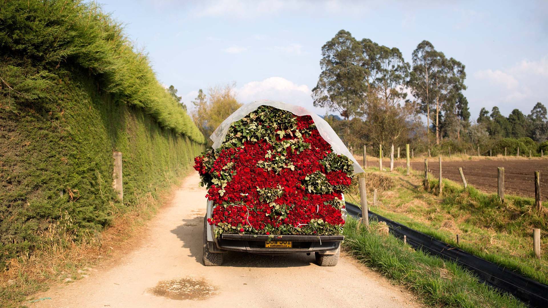 Many roses are grown on farms, like this one, in Colombia