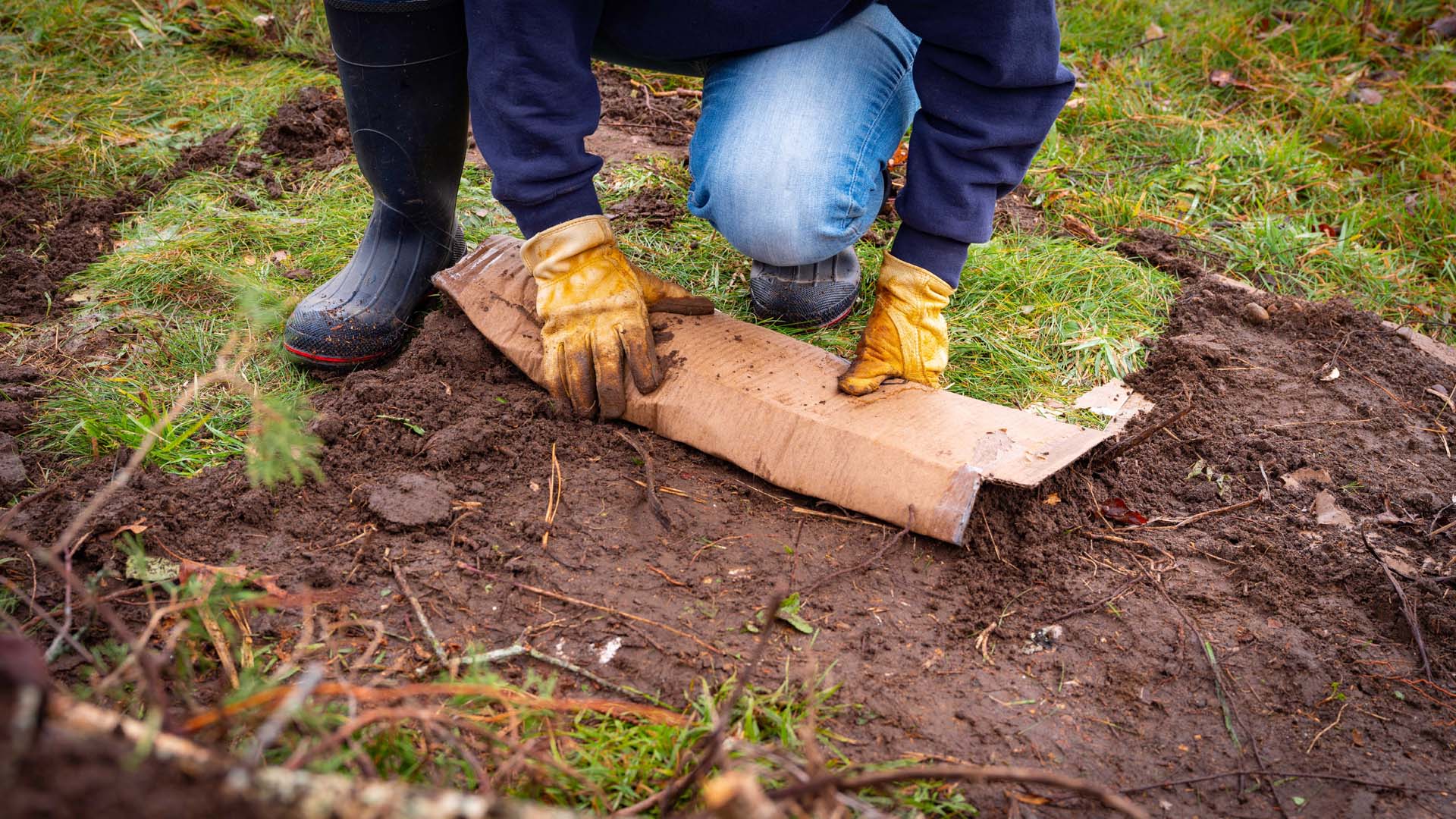 Close-up of a person wearing yellow gloves laying cardboard as a base over the soil in a no-dig bed.