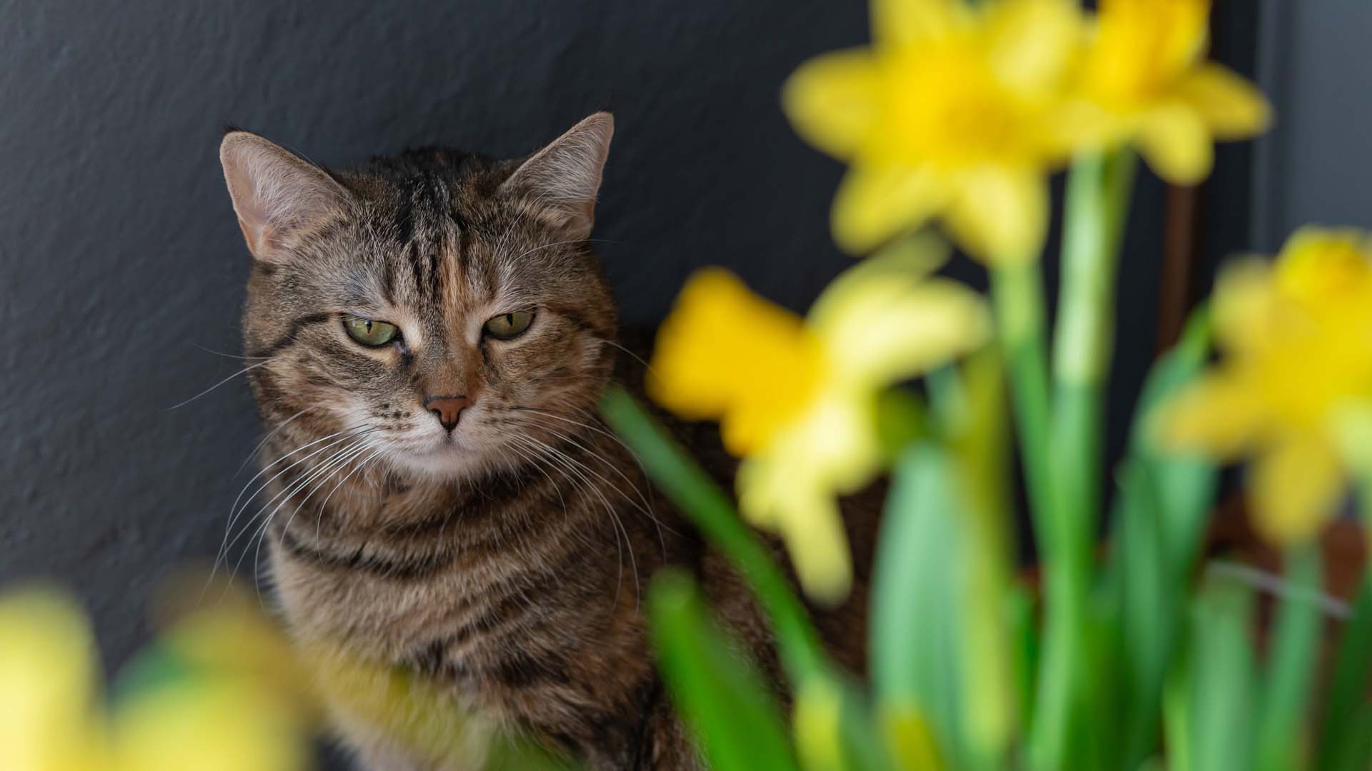Daffodils are toxic to our beloved pets