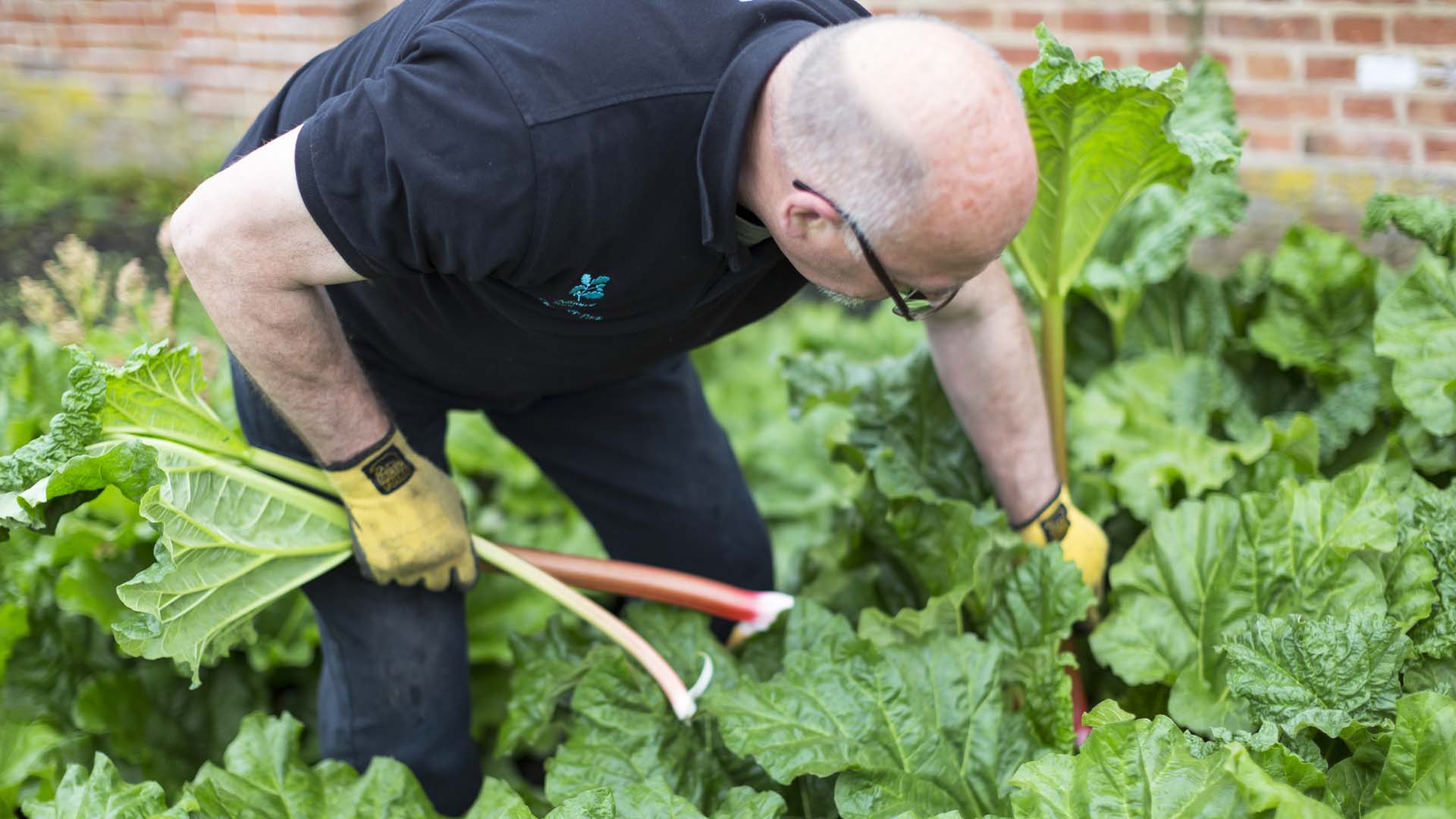 A gardener picking rhubarb