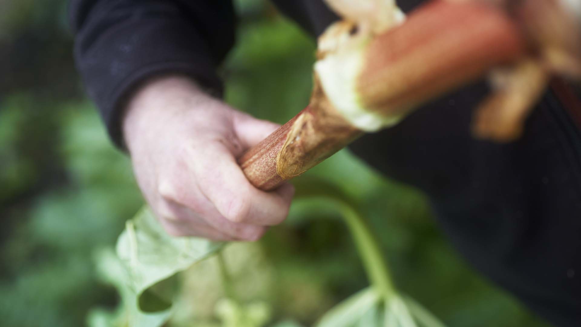 A gardener holding freshly picked rhubarb