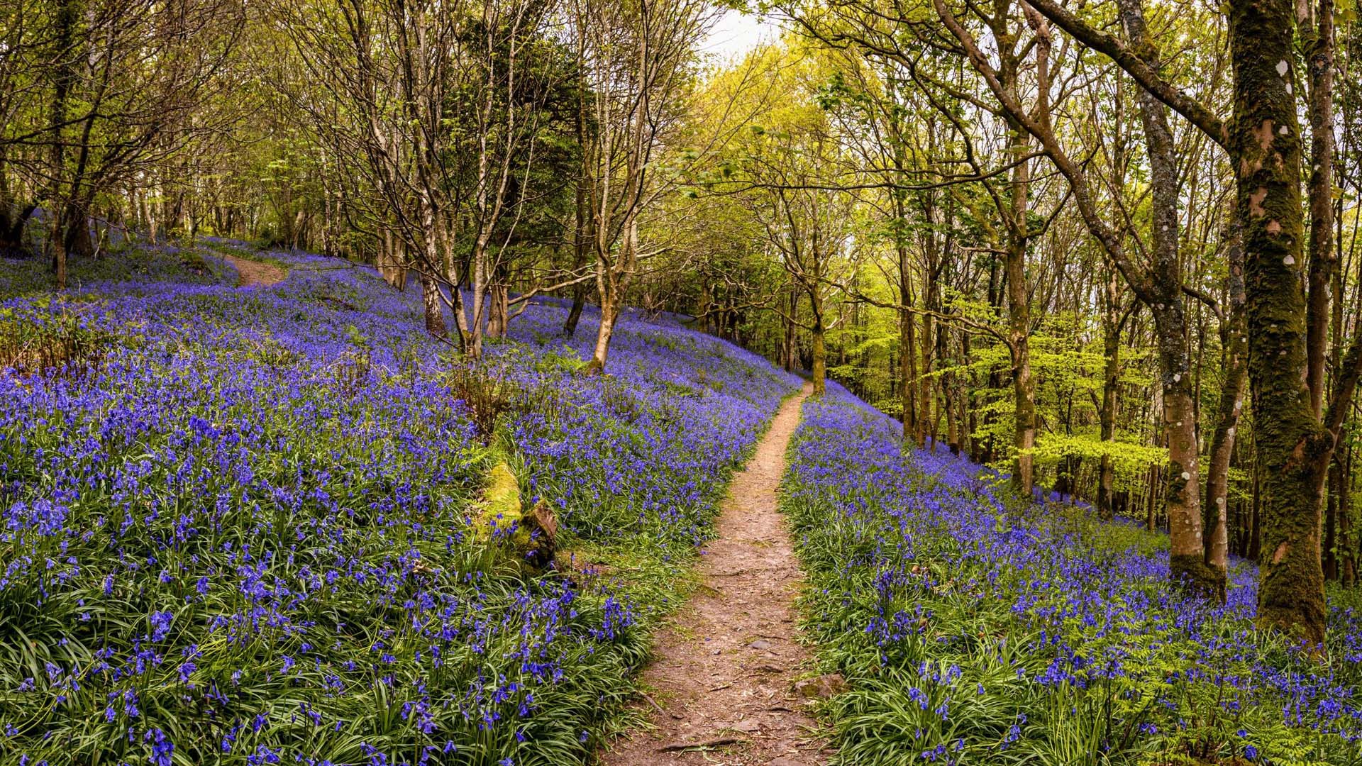 Muncaster's woodland sits high above the castle