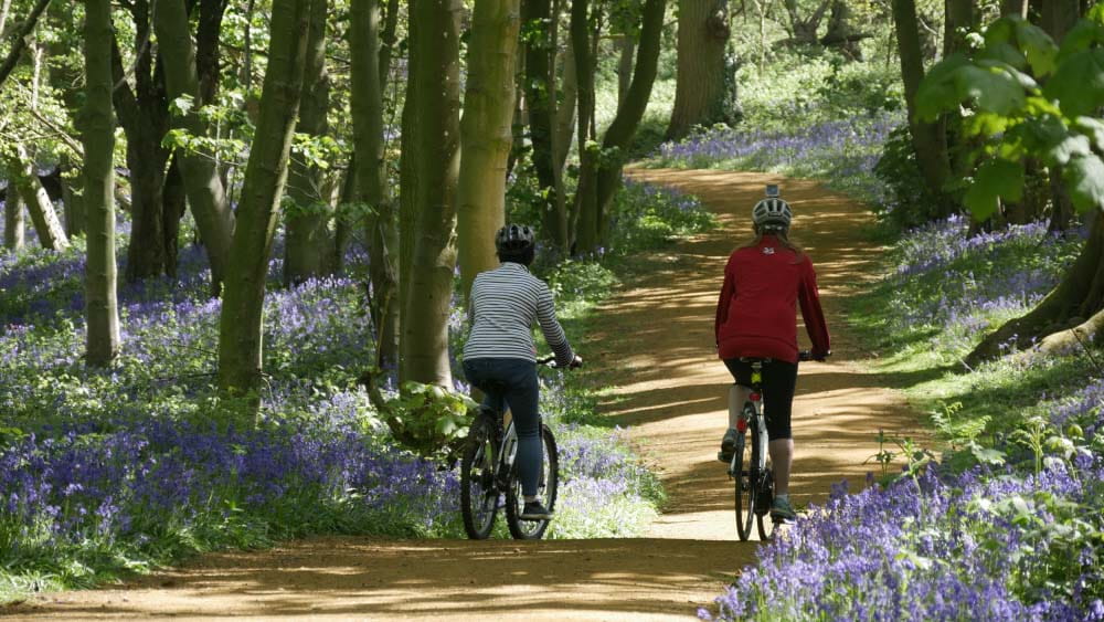 The paths at Blickling are wide enough to cycle through the bluebells