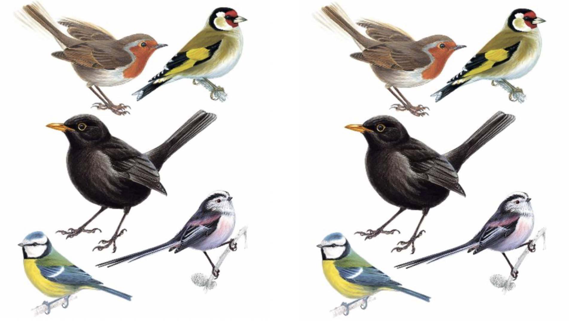 An illustration of a selection of British birds