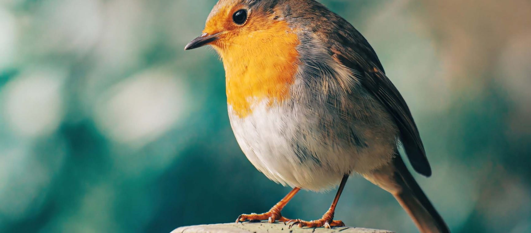 A robin perched on a post | Shutterstock/gulba_photography