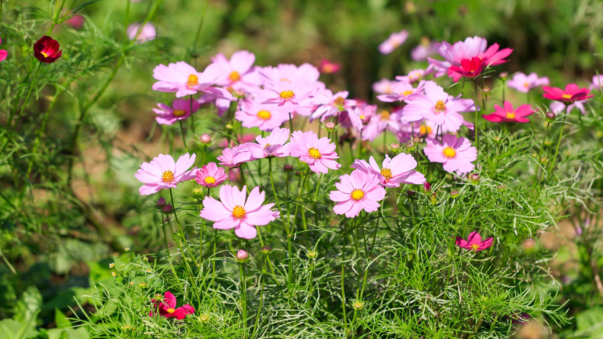 The annual dwarf Cosmos bipinnatus tend to be a little hardier than perennial cultivars  