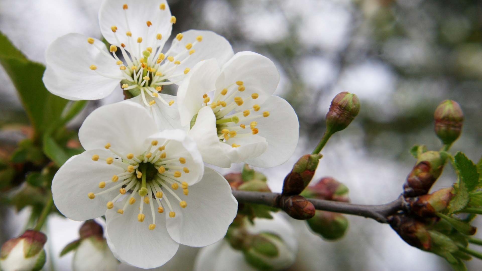 Delicate blossom of Prunus cerasus 'Morello'