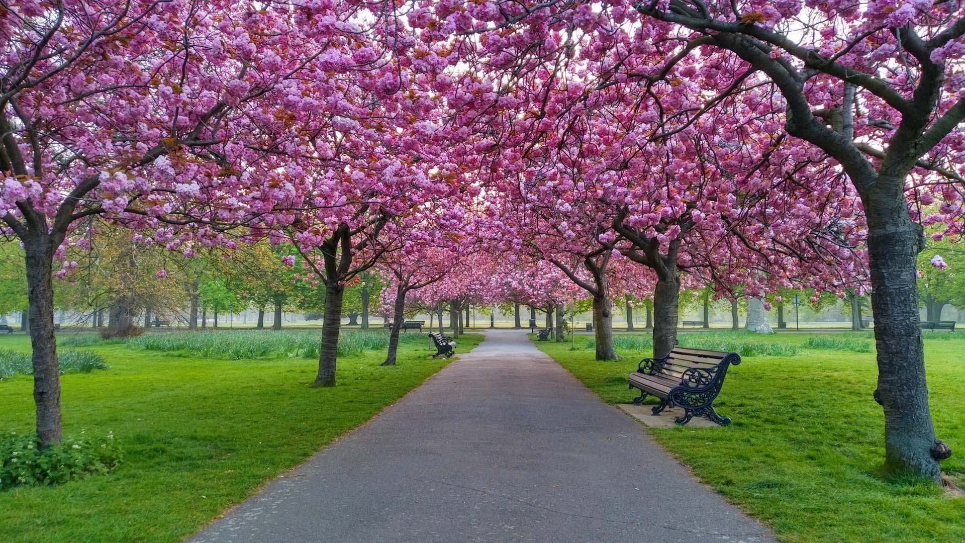 Pathways through Greenwich Park become canopied with blossom