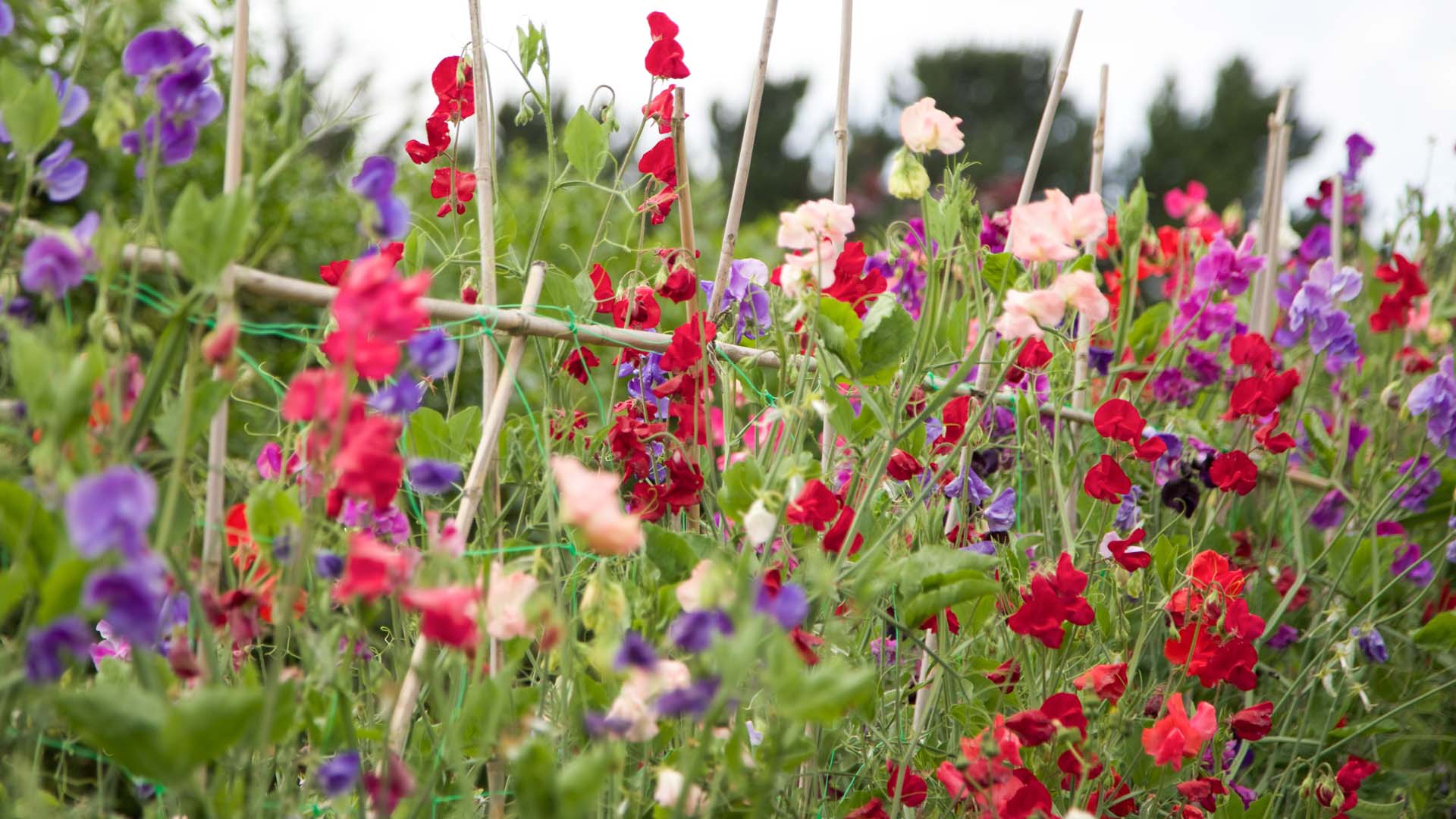 Stagger planting from late spring to early summer for a longer flowering season