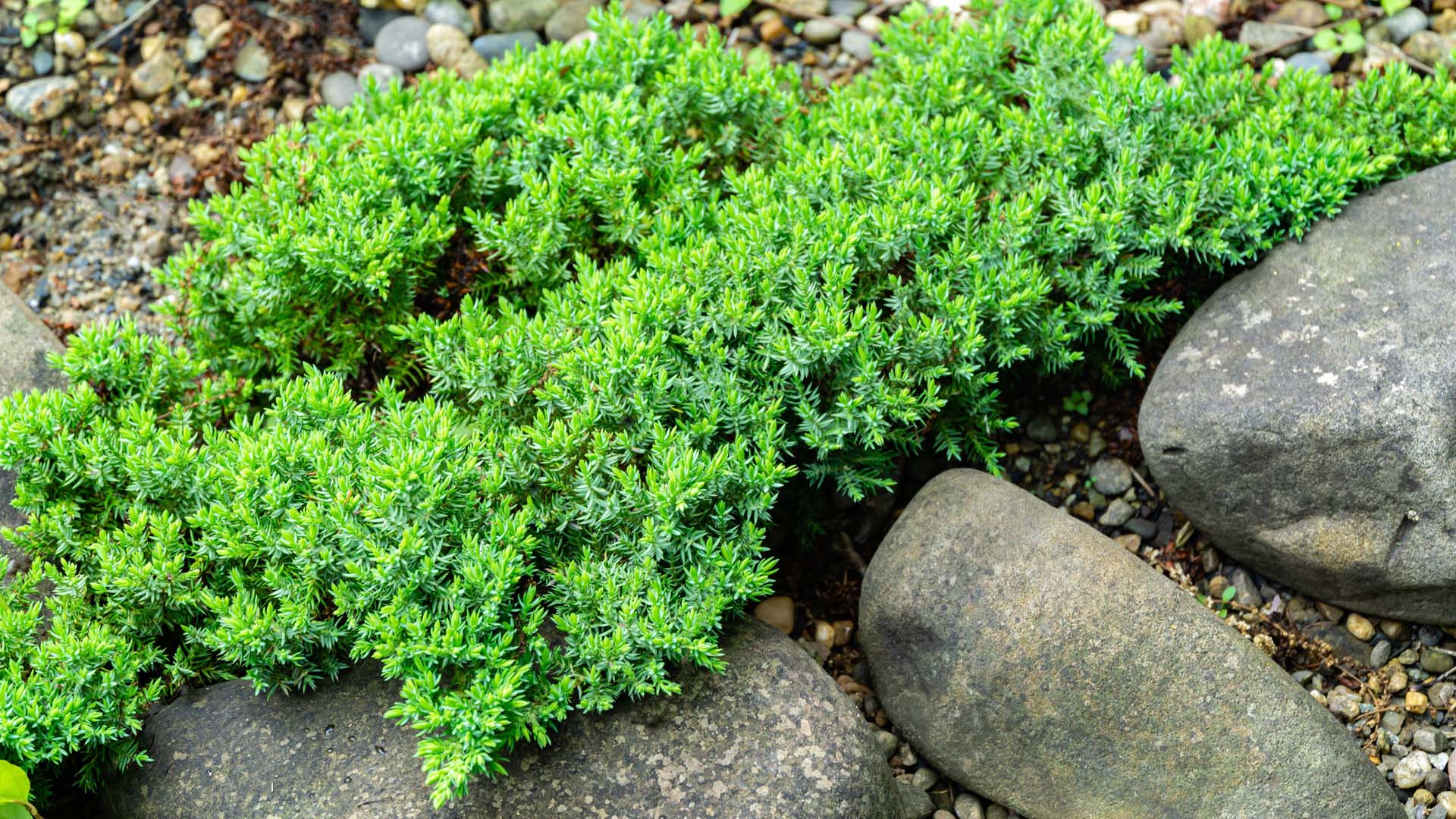 Juniperus procumbens 'Nana' is mat-forming, growing outwards